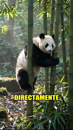 Panda Tourism: Save Their Future 🐼