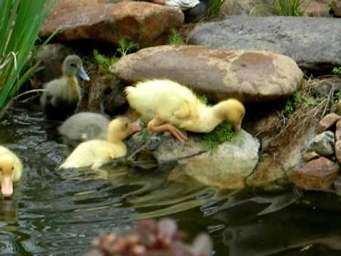 Ducklings swimming in the pond.