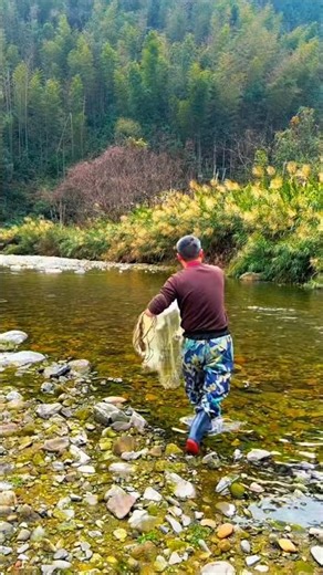 Hidden Mountain Stream FULL of Fish 😱 Crazy Net Catch! 🎣 #fishinglife #netfishing #fishing #nature