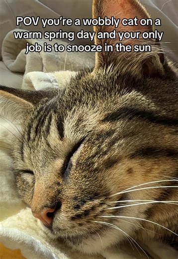 He stops wobbling when he lays down and can get a break 😌 #chcat #wobblycat #catsoftiktok #cutecat