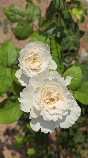 สวยและหอมมาก.... #กุหลาบครี๊ด