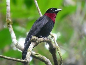 Purple throated fruitcrow - Alchetron, the free social encyclopedia