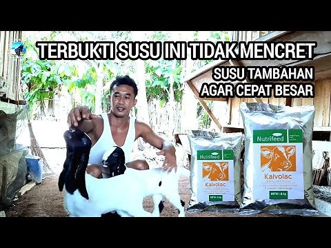 Merawat Anak Kambing Pe Agar Cepat Besar - Di beri Susu Kalvolac