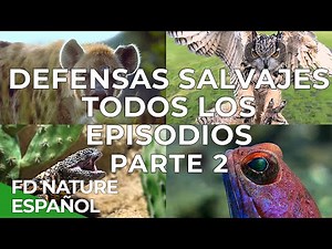 Defensas Salvajes Todos los Episodios Parte 2 | Free Documentary Nature - Español
