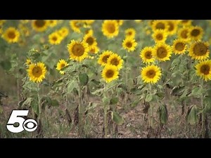 Sunflower fields are influencer magnets in Colorado