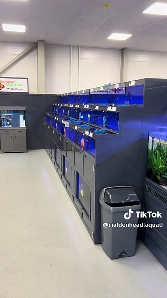 Maidenhead Aquatics Rokers: Discover Tropical Fish