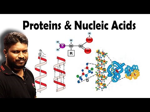 Proteins, Vitamins & Nucleic Acids | Biomolecules