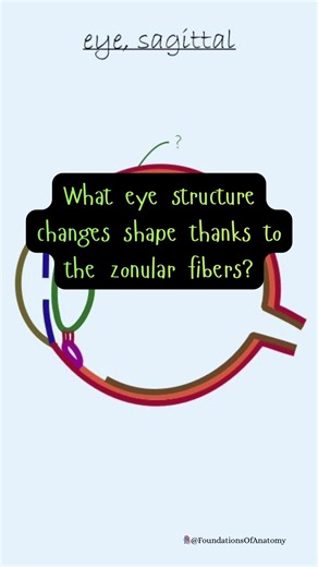 What’s your answer? #foundationsofanatomy #anatomyquestions #humananatomydrawing #medicalstudent #medicalschoollife #medicinestudent #futuredoctors #science #medicaltiktok #fyp