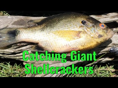Catching Giant Shellcracker On The River