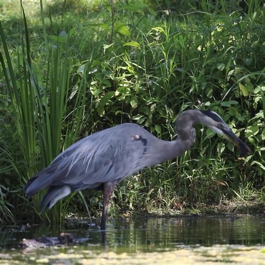 35K views · 2.2K reactions | Blue Heron Caught a Baby Beaver as Breakfast  #animals #birdwatching | Saving Birds | Facebook