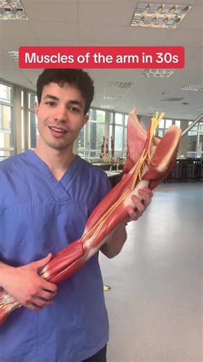 Innervation of Arm Muscles Explained | Anatomy Tutorial