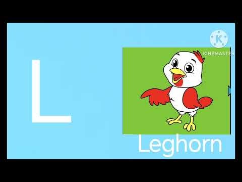 Chicken Breed Alphabet