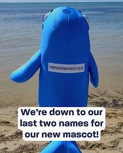 2.3K views · 17 reactions | Our blue whale mascot has arrived and can’t wait to make its debut at St Kilda Festival in Melbourne tomorrow!  You’ve narrowed the possible names for our mascot down to just 2 options. But which name will win? Balee or Big Blue? Voting is open now, so HEAD TO OUR STORIES TO CAST YOUR FINAL VOTE ☑️ | Australian Marine Conservation Society | Facebook