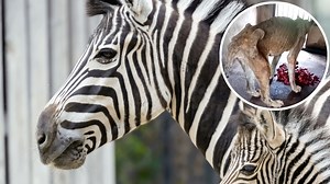 Die schlimmsten Zoos der Welt