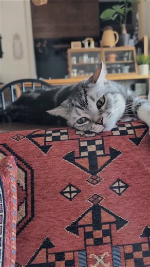 アメショーのラッテ #アメショ ＃アメリカンショートヘア#猫との暮らし#猫#cat