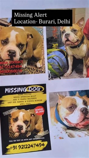 Americal Bully Lost Alert 🚨🚨🚨🚨 location : Burari, Delhi •Mising since April 2025 • Is video ko zyada se zyada share kare sabhi •Pet owner : @poojarathod5145 • Contact on - 9212247494 , 9650050018 #save #dog #americanbully #help #dogsofinstagram #feed #explore #lost #dogs #humanity #doglife #rescue #savedelhincrdogs | Stray's world