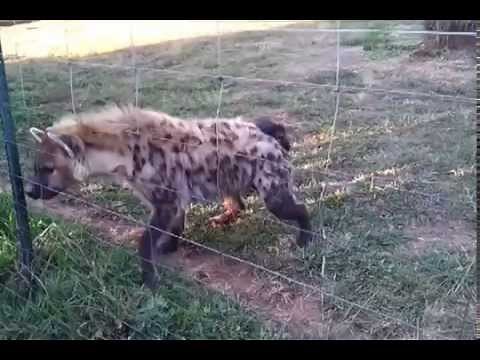 African Hyena Laughing