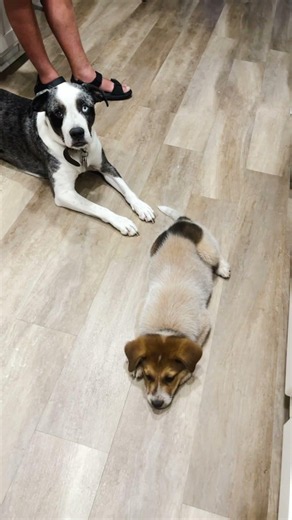 Time go fast 💨 #puppy #doggielife #dog #love ￼