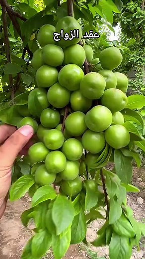 عقد الزواج الذكي: كيف توقّعتُ توقيعه بدون تهديد