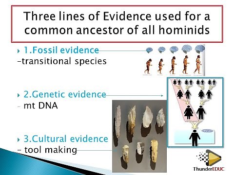 Fossil evidence, Mitochondrial DNA & Cultural (detailed): grade 12 life Sciences | ThunderEDUC |M.S
