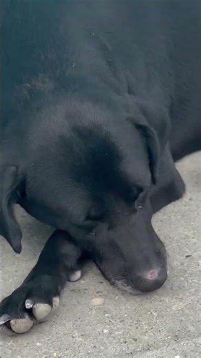 Perrito Pobrecito En Armenia Colombia