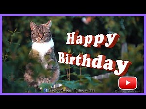 A Stray Cat Greets Your Day - Happy Birthday