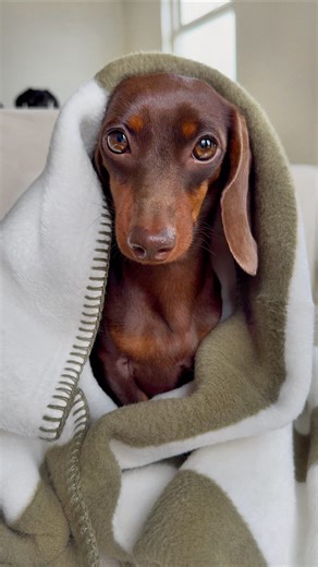 They always want to snuggle under a warm blanket. AND these beautiful blankets match our interior perfectly. *Flora wool blanket. *Blocco cotton blanket. @miacaradesign | Loulou & Friends