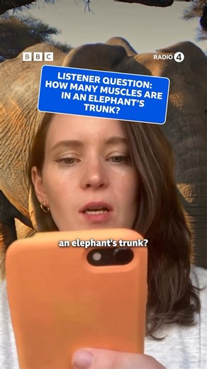 A More or Less listener asks, “how many muscles are there in an elephant’s trunk?” Lizzy McNeill has been finding out, crunching the numbers, and speaking to a man who designs robots inspired by elephant trunks. More or Less | Listen now on BBC Sounds BBC Radio 4 #Nature #Elephant #Question | BBC One