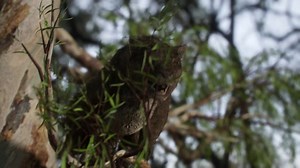 The marsupial lion thylacoleo