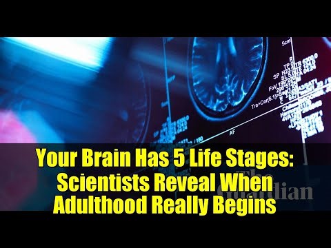 Your Brain Has 5 Life Stages: Scientists Reveal When Adulthood Really Begins