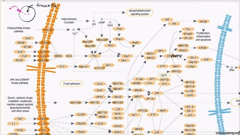 Example of a signal transduction pathway