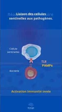 Immunité innée #science