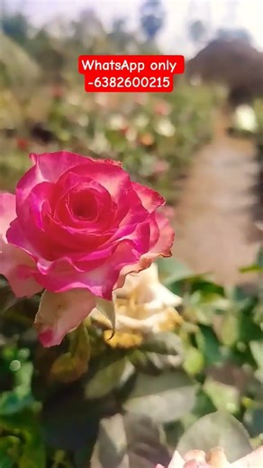 pink with white sedo rose mother plant 14 inch pot available