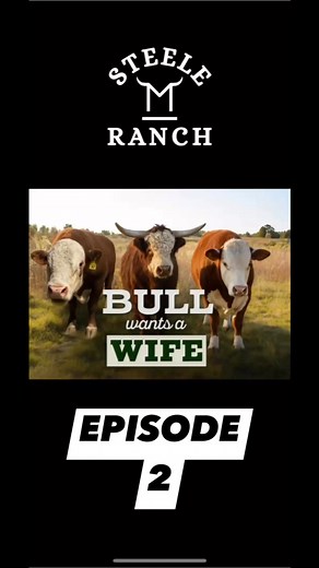 1.1K views · 30 reactions | Bull Wants a Wife • 2025 Season • Episode 2 #bullwantsawife #breedingseason2025 #steelemranch #nevadacattleranch #minitureherefordcattle #highlandcattle #cattlebreeding #farmerwantsawifeparody | Steele M Ranch | Facebook