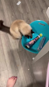 When it’s fake but still super creepy 😱 #cat #creepy #spider #viralvideo | Colton Black