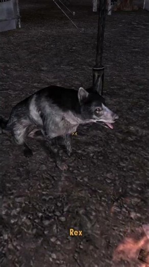 You can Spawn in a non-Robodog version of Rex #fallout #newvegas