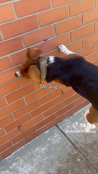 My little athlete 🥰 || #narlapup #beagle #agilitydog #dogtraining #dogtrainer #CapCut #mydog #fyp