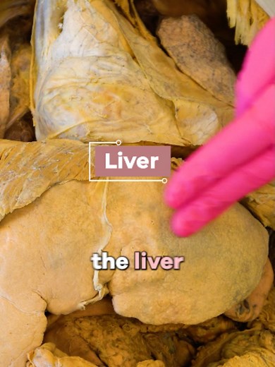 Your Liver: The Body's Sophisticated Detox System