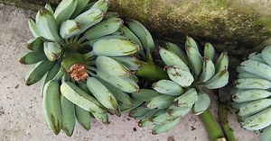 Blue Java : quelle est cette banane bleue au goût de glace à la vanille ?