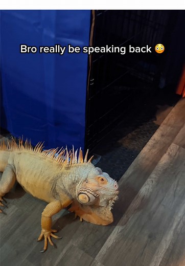 Iguanas as Pets: Fun Facts and Care Tips