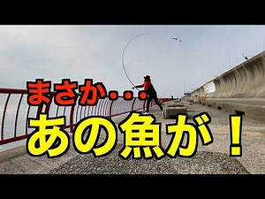 美味しい魚が釣れました！冬の平磯海づり公園