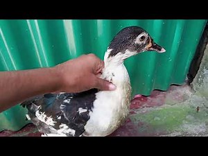 My Baby Duck’s Funny Walk Will Melt Your Heart 😆🐤