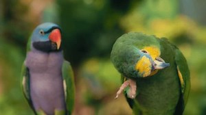 Two Colorful Parrots Sitting On Tree Stock Footage Video (100% Royalty-free) 3654901907 | Shutterstock