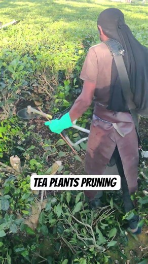 Tea Plants Pruning 🎥 #pruning #teaplantations #teagarden #shorts #teatree #teaplant #shortsviral