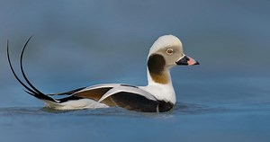 Long-tailed Duck Photos and Videos for, All About Birds, Cornell Lab of Ornithology