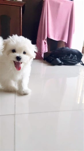 Tiny paws, big adventures ,turning every moment into pure joy #shorts #maltese #viral #cutedog#cute