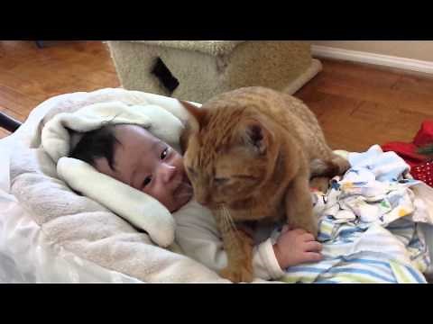 Cat affection to baby