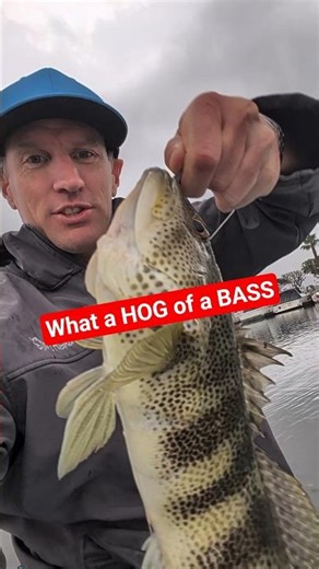 This HOG of a BASS swallowed the LTES on first cast 😎