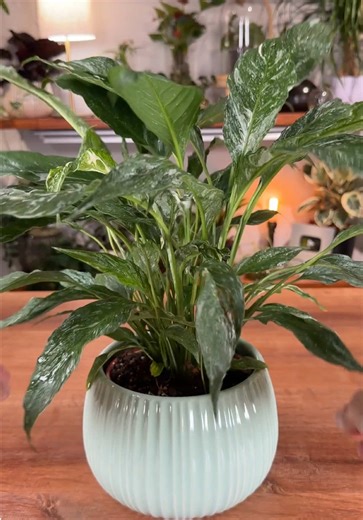 When you see your plant drooping, it’s not automatically a watering issue. That’s the mistake most people make. We’re wired to react fast. Leaves hang down… we grab the watering can. But reacting without diagnosing is how plants go from slightly stressed to actually struggling. Drooping is a symptom, not a diagnosis. Sometimes it’s dry soil. Sometimes it’s roots sitting in heavy, oxygen-starved media. Sometimes it’s a pot that’s too large holding moisture too long. Sometimes it’s temperature, li