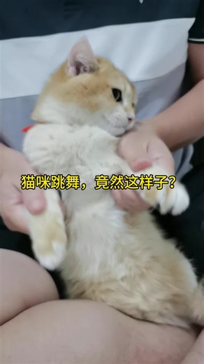 Clever pet product บน TikTok